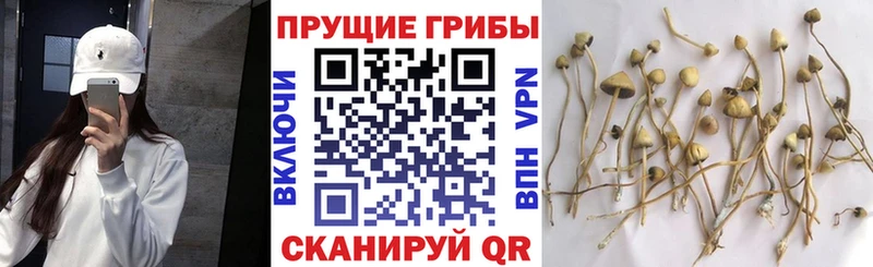Купить где  Омутнинск  Галлюциногенные грибы GOLDEN TEACHER 